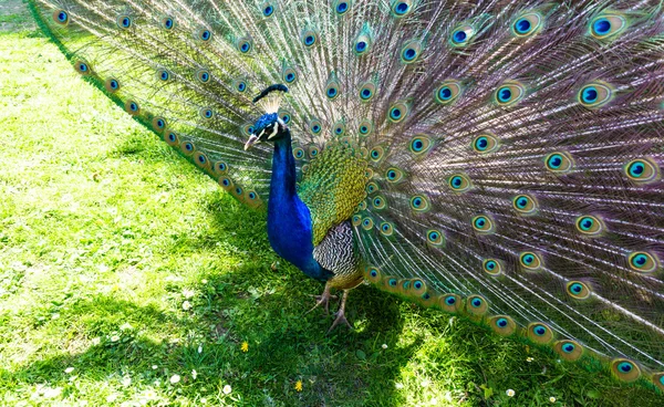 Walking beautiful peacock  tail — Stock Photo, Image