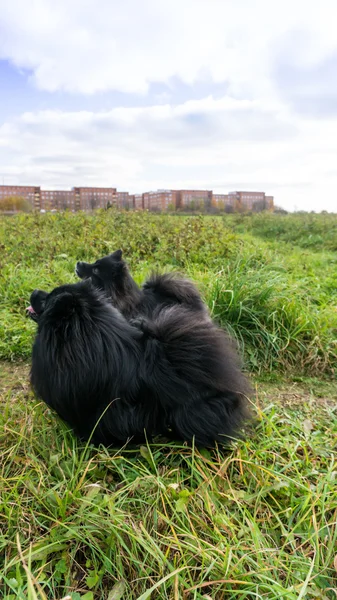 博美犬狗德国施皮茨室外 — 图库照片