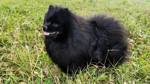 Pomeranian hund tyska spitz utomhus — Stockfoto