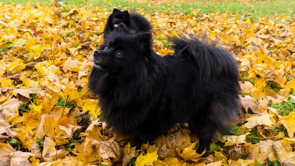 Pomeranian 개 독일 스 피 츠가을 시즌 — 스톡 사진