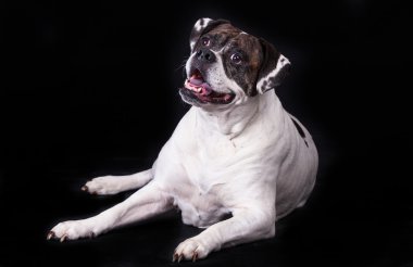 siyah arka plan üzerine Amerikan bulldog 