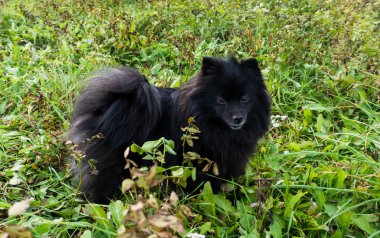 Pomeranian köpek Alman spitz açık