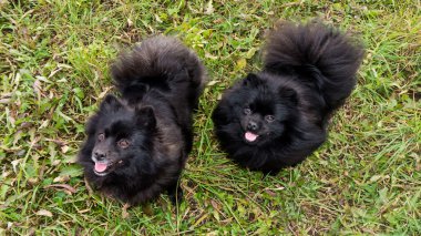 Pomeranian köpek Alman spitz açık