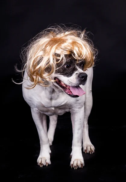 American bulldog on black background glasses hair — Stock Photo, Image