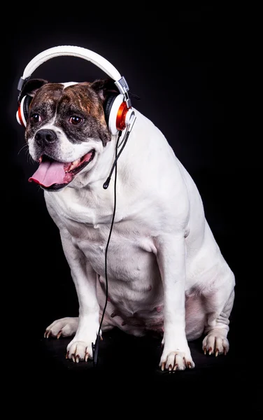 Amerikanische Bulldogge auf schwarzem Hintergrund — Stockfoto