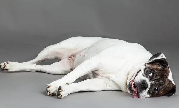 Gri zemin üzerine Amerikan bulldog — Stok fotoğraf