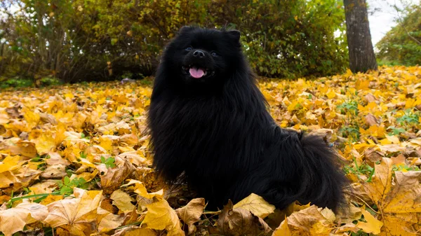 Pomeranian köpek Alman spitz sonbahar sezon — Stok fotoğraf