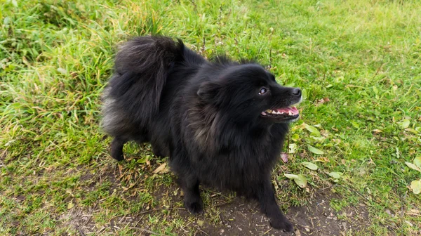 Pomeranian cão alemão spitz ao ar livre — Fotografia de Stock