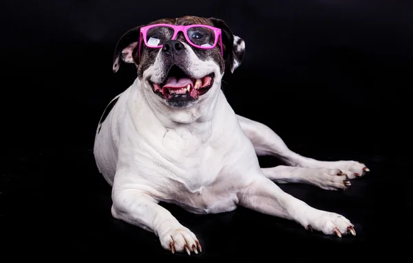 American bulldog on black background glasses hair — Stock Photo, Image