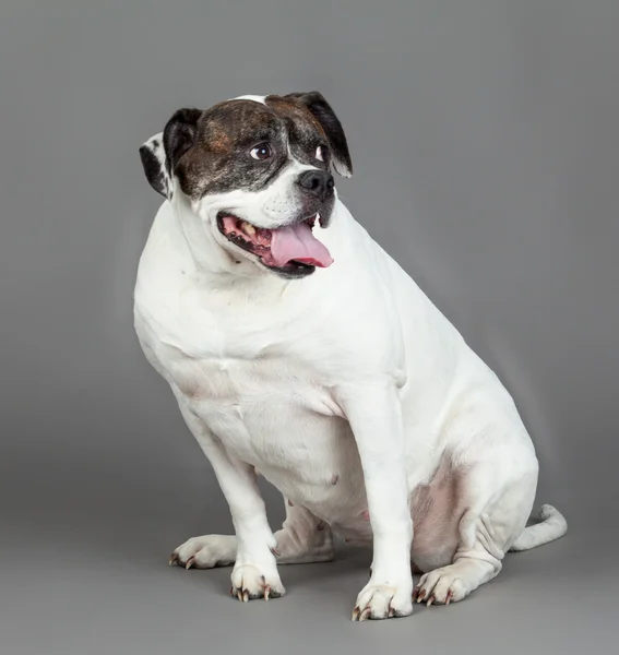Amerikanische Bulldogge auf grauem Hintergrund — Stockfoto