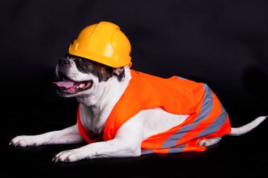 Bina arka plan siyah aşçı köpek