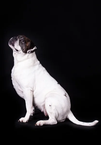 Siyah arka plan üzerine Amerikan bulldog — Stok fotoğraf