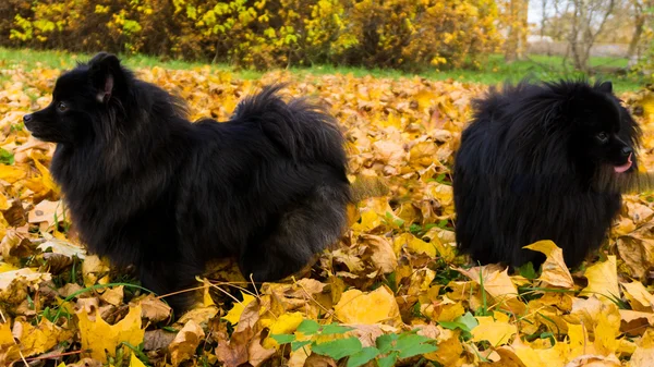 Pomeranian hund tyska spitz höstsäsongen — Stockfoto