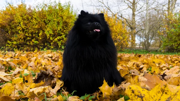 Chien poméranien allemand spitz automne saison — Photo