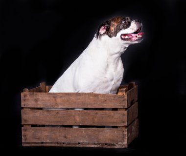 siyah arka plan üzerine Amerikan bulldog 