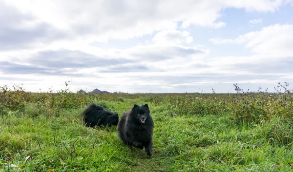 Pomerania perro alemán spitz al aire libre — Foto de Stock