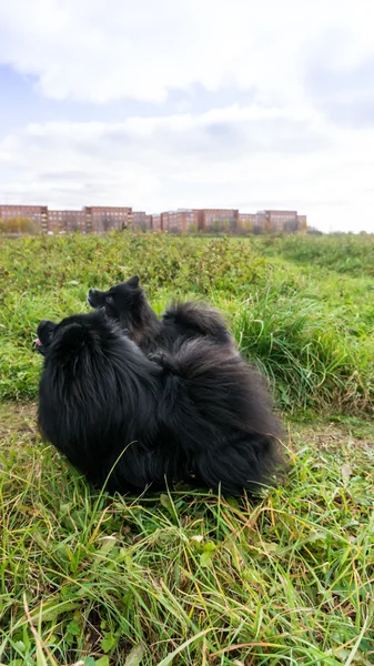 博美犬狗德国施皮茨室外 — 图库照片