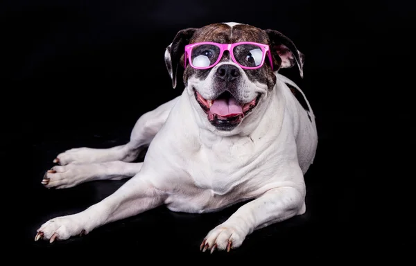 Amerikaanse bulldog op zwarte achtergrond glazen haar — Stockfoto