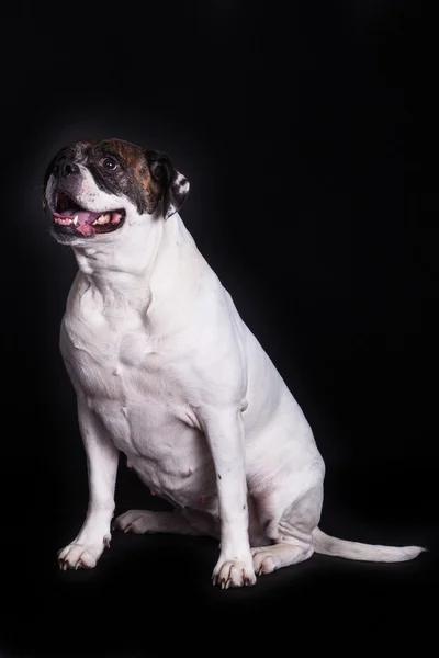 Siyah arka plan üzerine Amerikan bulldog — Stok fotoğraf