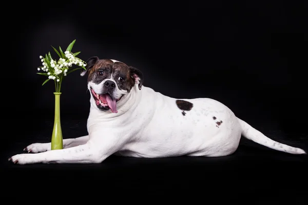 Buldog amerykański, na czarnym tle — Zdjęcie stockowe