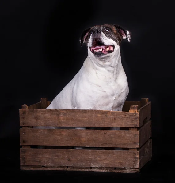 Amerikansk bulldog på svart bakgrund — Stockfoto