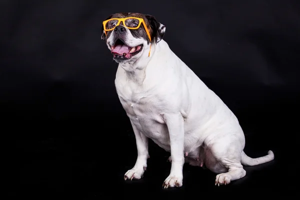 Americano bulldog su sfondo nero occhiali capelli — Foto Stock