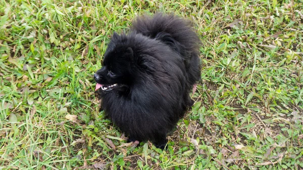 Pomeranian köpek Alman spitz açık — Stok fotoğraf