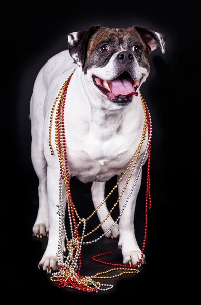 American bulldog on black background — Stock Photo, Image