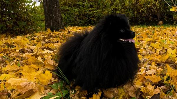 Pomeranian köpek Alman spitz sonbahar sezon — Stok fotoğraf