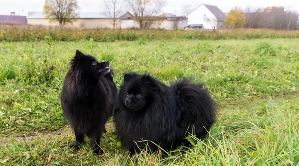 Pomerania perro alemán spitz al aire libre — Foto de Stock