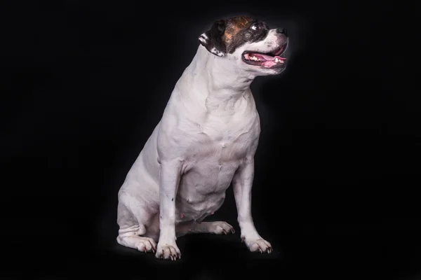 Amerikansk bulldog på svart bakgrund — Stockfoto