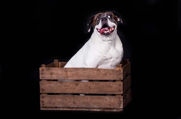 Americký buldok na černém pozadí — Stock fotografie