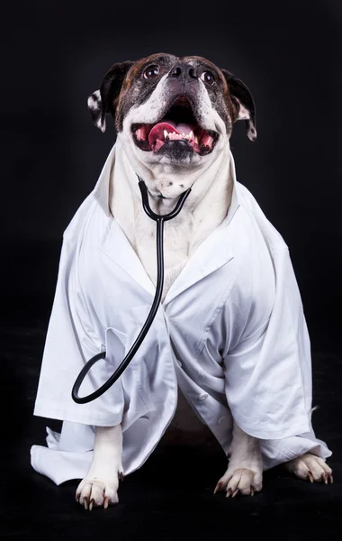 Americano bulldog su sfondo nero medico Immagine Stock