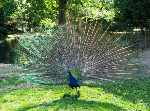 Pfau — Stockfoto