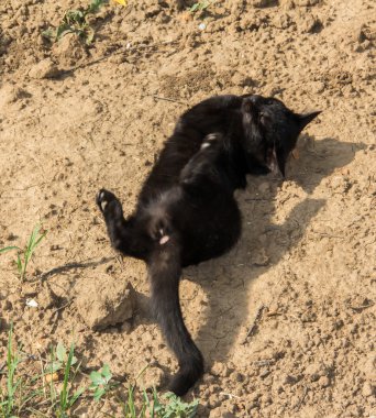 iskambil kara kedi komik evde beslenen hayvan