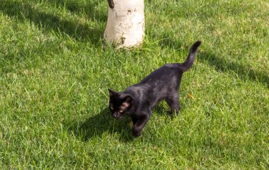 iskambil kara kedi komik evde beslenen hayvan