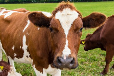 İnekler yeşil çayır çiftlik alanında