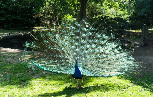 Pfau — Stockfoto