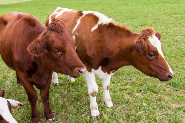 Vacas no campo em fazenda prado verde — Fotografia de Stock