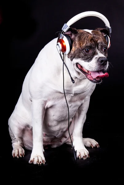 American bulldog on black background — Stock Photo, Image