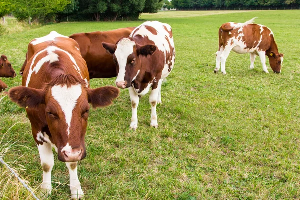 Vacas no campo em fazenda prado verde — Fotografia de Stock