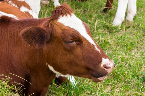 A mezőben zöld rét farm tehén — Stock Fotó