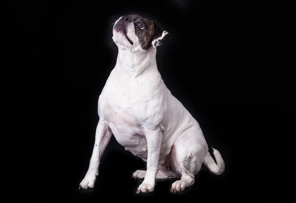 Siyah arka plan üzerine Amerikan bulldog — Stok fotoğraf