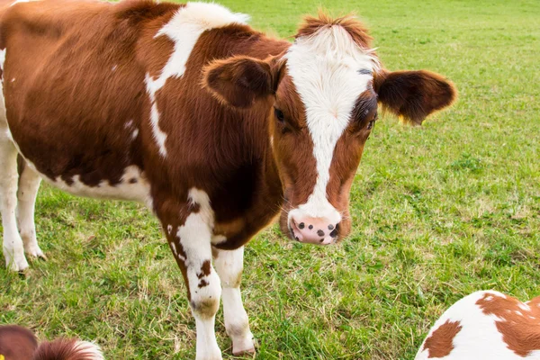 Vacas no campo em fazenda prado verde — Fotografia de Stock