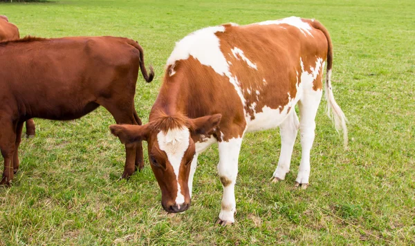 Koeien in het veld in groene weide boerderij — Stockfoto