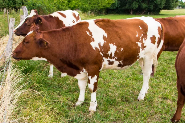 Vacas no campo em fazenda prado verde — Fotografia de Stock