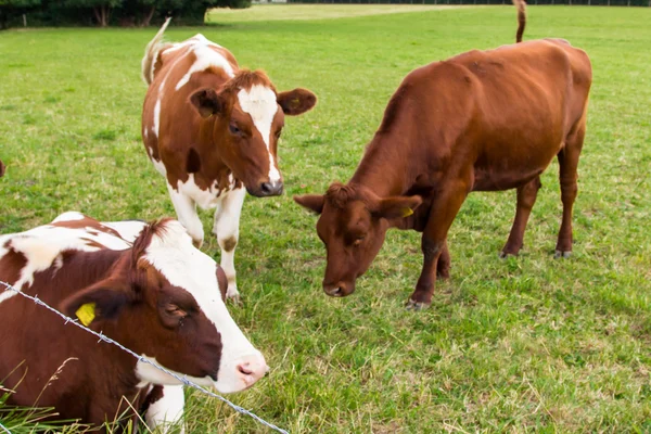 Vacas no campo em fazenda prado verde — Fotografia de Stock