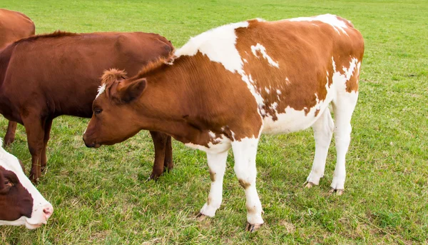 Vacas no campo em fazenda prado verde — Fotografia de Stock