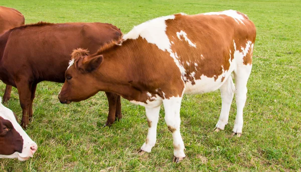 Krávy v poli v zelené louce farma — Stock fotografie