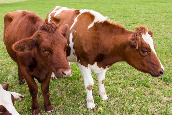 Vacas en el campo en la granja pradera verde —  Fotos de Stock